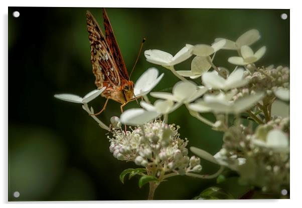Butterfly on a Hydrangea No. 1 Acrylic by Belinda Greb