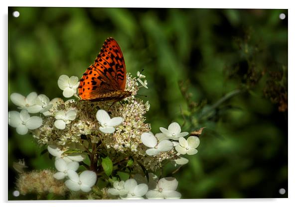 Butterfly on a Hydrangea No. 2 Acrylic by Belinda Greb