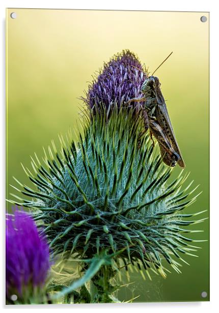  Grasshopper on a Thistle cropped Acrylic by Belinda Greb