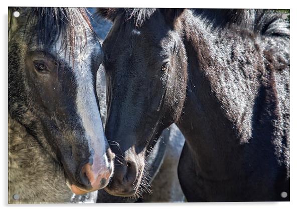  Bachelor Stallions - Pryor Mustangs Acrylic by Belinda Greb