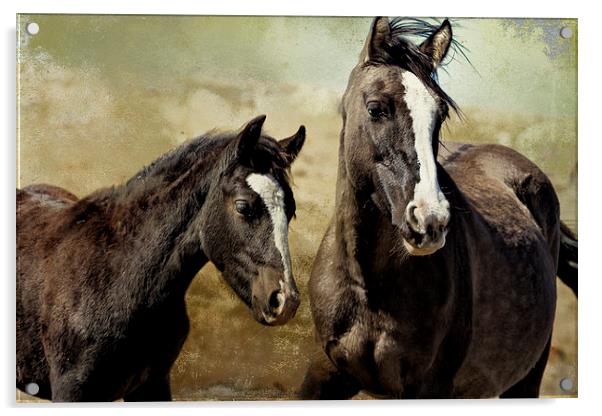  Feldspar and Ohanzee - Pryor Mustangs Acrylic by Belinda Greb