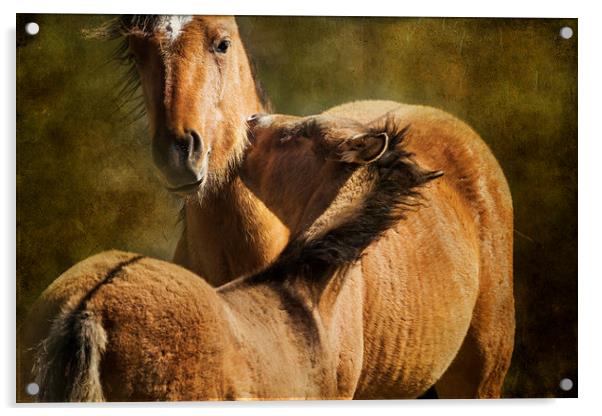  Horsing Around No. 1 - Pryor Mustangs Acrylic by Belinda Greb