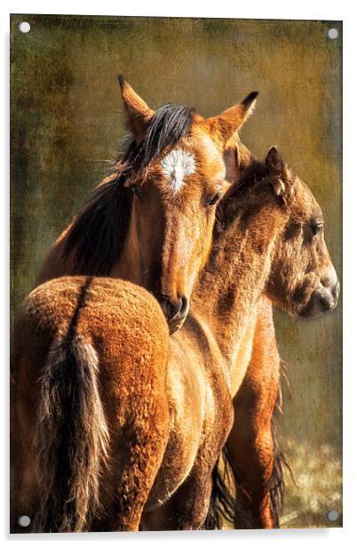 Brotherly Love - Pryor Mustangs  Acrylic by Belinda Greb