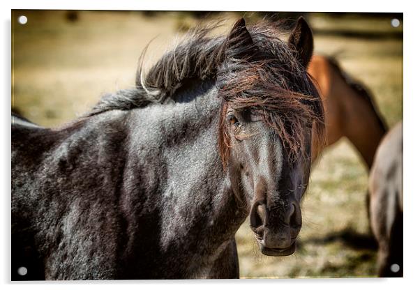  Wild Beauty - Pryor Mustangs Acrylic by Belinda Greb