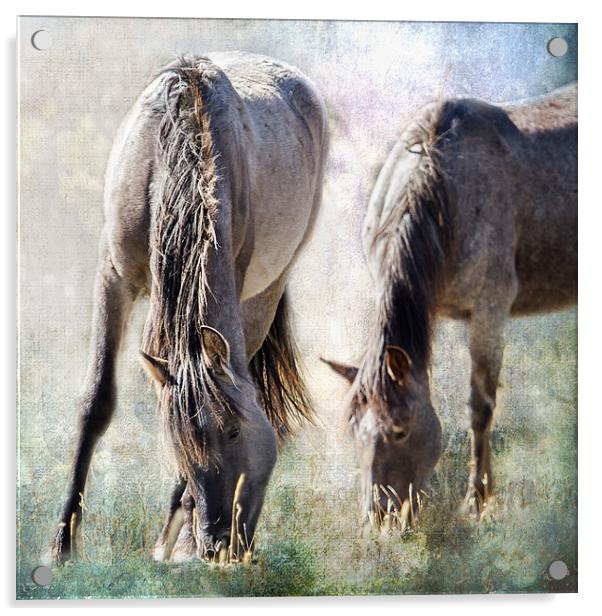  Grazing on Light and Freedom - Pryor Mustangs Acrylic by Belinda Greb