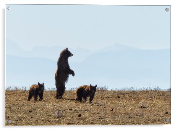  Standing Cinnamon Black Bear with Two Cubs at Pry Acrylic by Belinda Greb