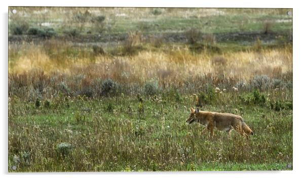  Coyote on the Prowl Acrylic by Belinda Greb
