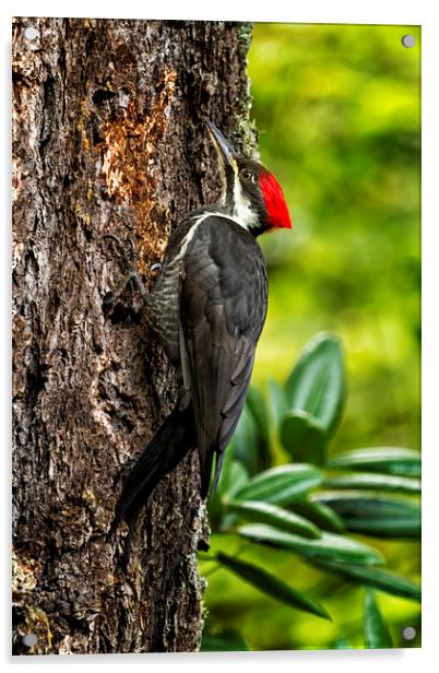 Female Pileated Woodpecker - No. 1 Acrylic by Belinda Greb