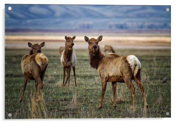 Alert on the Home Front Acrylic by Belinda Greb