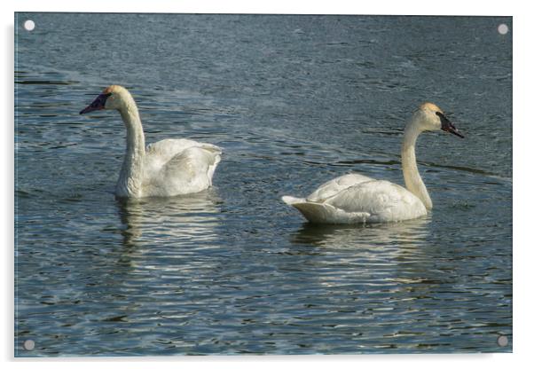 Two Trumpeter Swans at Oxbow Bend Acrylic by Belinda Greb