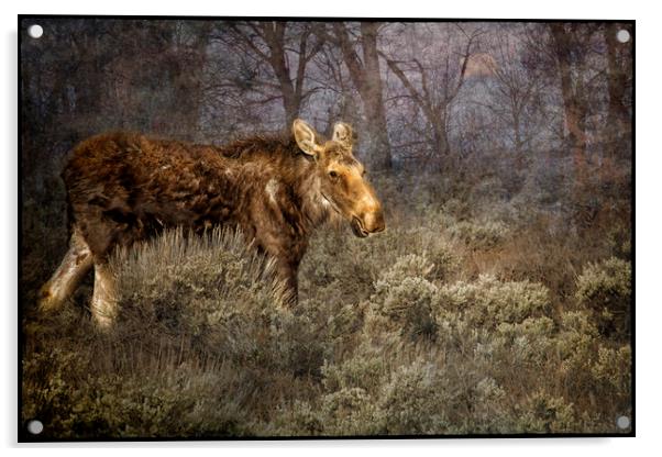 The Calm of a Moose Acrylic by Belinda Greb