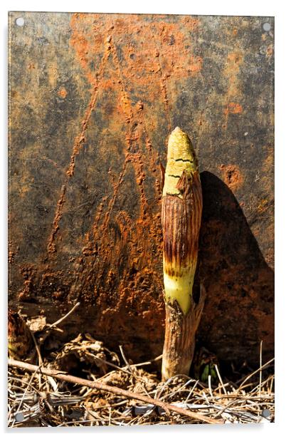 Horsetail against a Rusted Culvert Pipe Acrylic by Belinda Greb