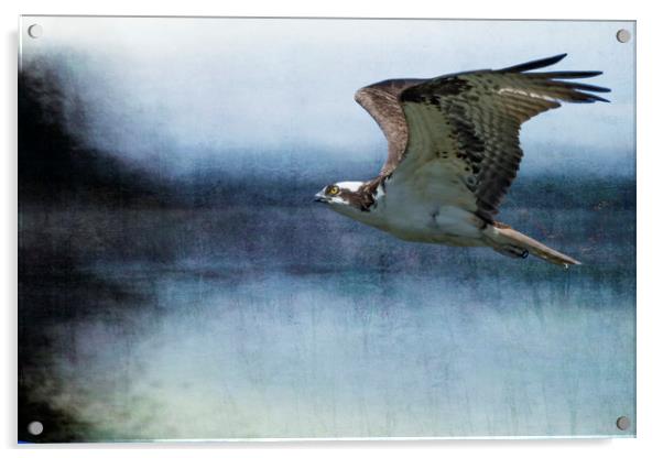 The Flight of the Osprey No. 1 Acrylic by Belinda Greb