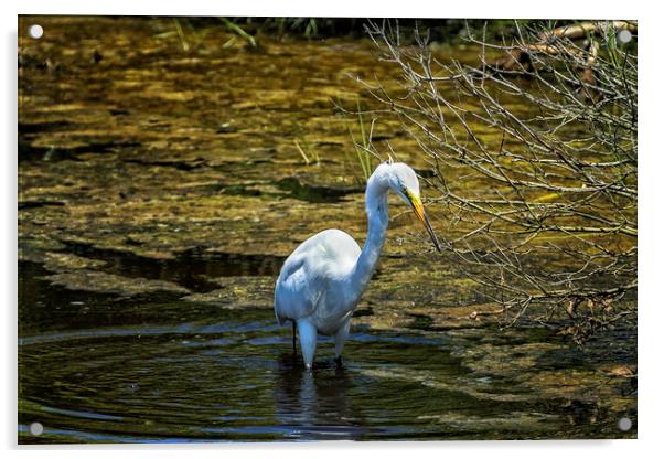 Great Egret Foraging in a Stream Acrylic by Belinda Greb