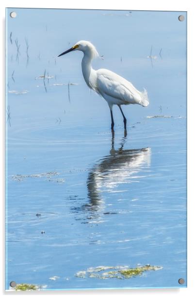 Snowy Egret from Chincoteague No. 1 Acrylic by Belinda Greb