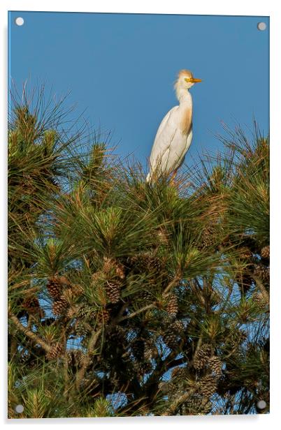 Cattle Egret Perched on Tree Acrylic by Belinda Greb