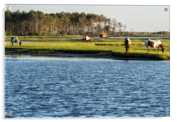 Chincoteague Ponies on Assateague Island Acrylic by Belinda Greb