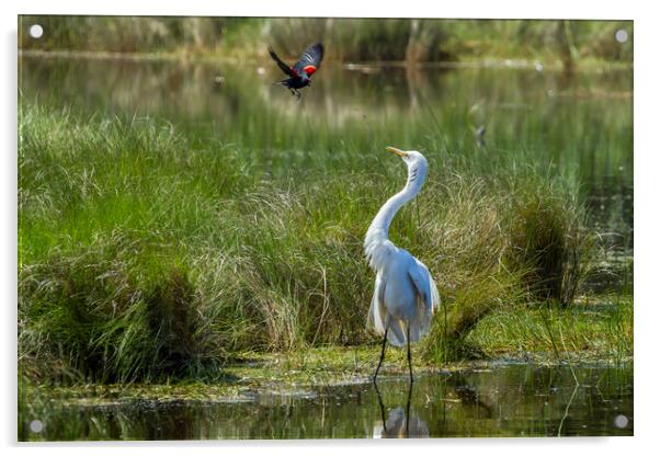 A Disagreement at the Pond Acrylic by Belinda Greb