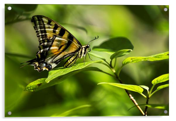 Butterfly Resting Acrylic by Belinda Greb