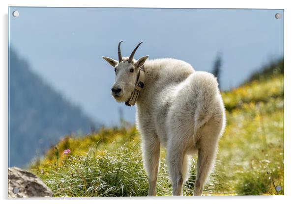 The Ups and Downs of Being a Mountain Goat, No. 1 Acrylic by Belinda Greb