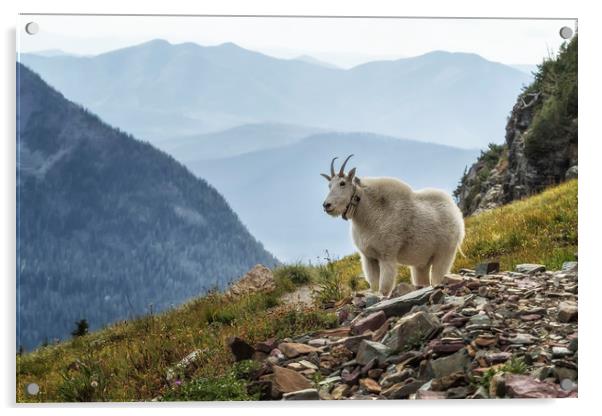 The Ups and Downs of Being a Mountain Goat, No. 2A Acrylic by Belinda Greb
