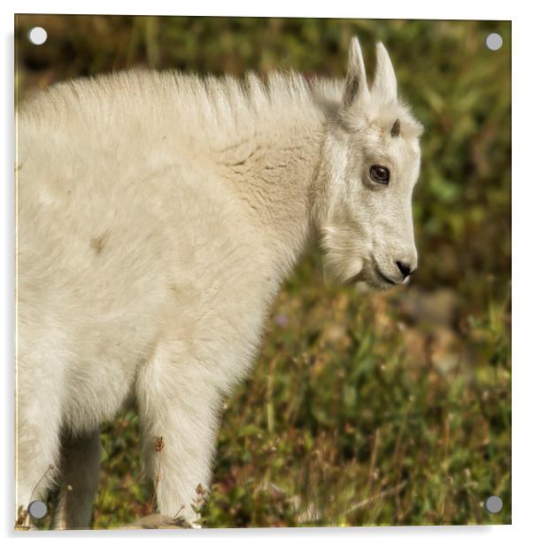 Innocence and Beauty in a Young Mountain Goat Acrylic by Belinda Greb