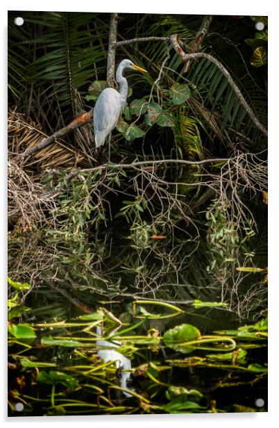 Great White Egret on a Branch Acrylic by Belinda Greb