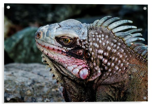 Portrait of an Iguana Acrylic by Belinda Greb
