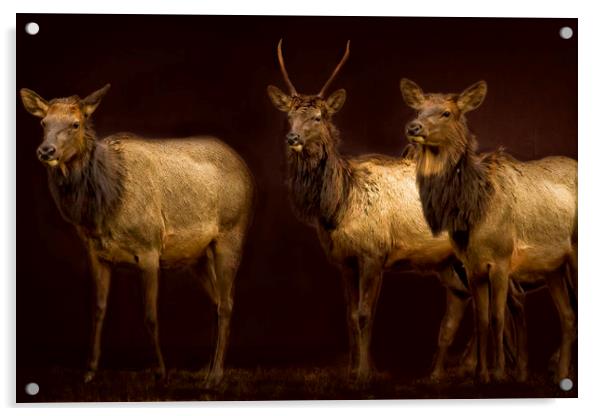 Three Elk Acrylic by Belinda Greb
