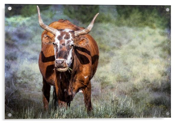 Pretty Female Cow with Horns Acrylic by Belinda Greb