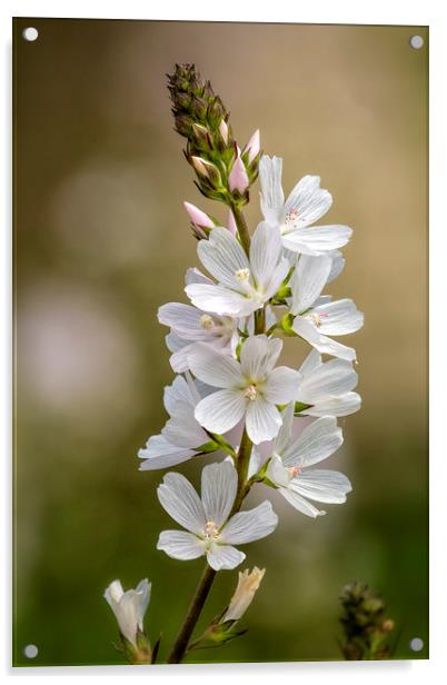Wild Hyacinth in White and Pink Acrylic by Belinda Greb
