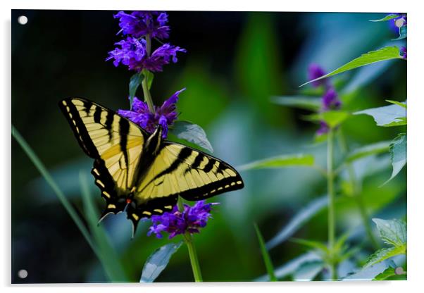 Butterfly on a Purple Flower Acrylic by Belinda Greb