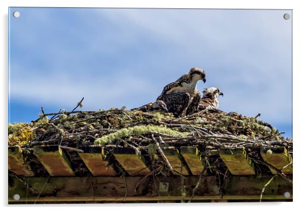 Osprey Parenting 101 Acrylic by Belinda Greb