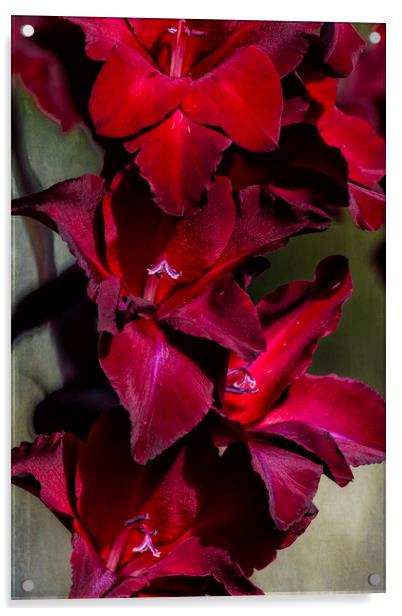 Gladiolus Acrylic by Belinda Greb