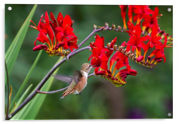 Rufous Hummingbird Feeding, No. 1 Acrylic by Belinda Greb