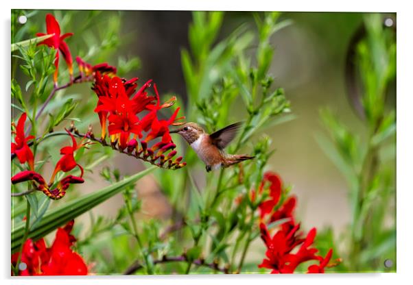 Rufous Hummingbird Feeding, No. 2 Acrylic by Belinda Greb