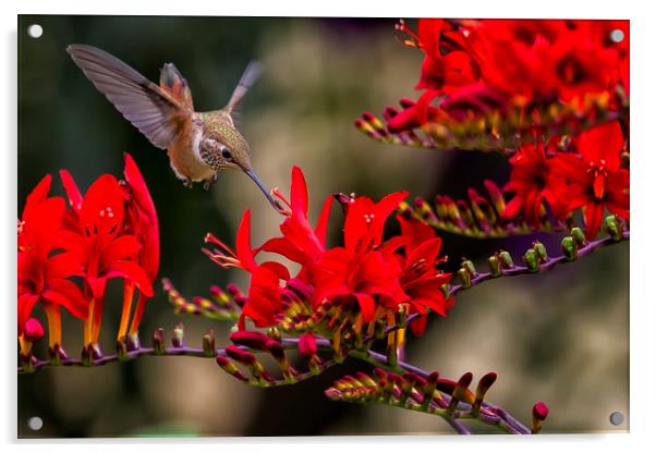 Rufous Hummingbird Feeding, No. 4 Acrylic by Belinda Greb