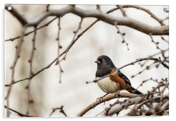 Spotted Towhee Acrylic by Belinda Greb
