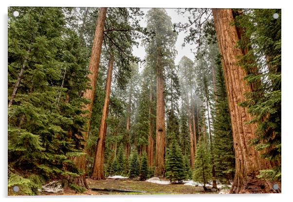 Sequoias in the Fog Acrylic by Belinda Greb