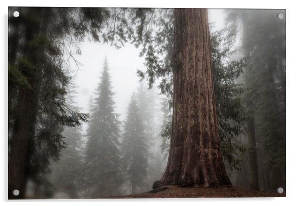 A Giant in the Fog Acrylic by Belinda Greb