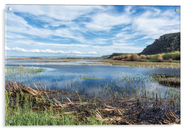 Save It For Later Acrylic by Belinda Greb