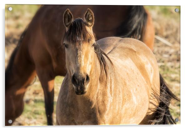 I See You Acrylic by Belinda Greb