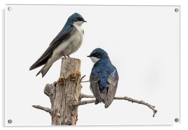Tree Swallow times Two Acrylic by Belinda Greb