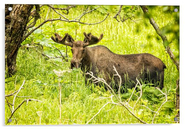 Bull Moose in Kincaid Park, No. 2 Acrylic by Belinda Greb