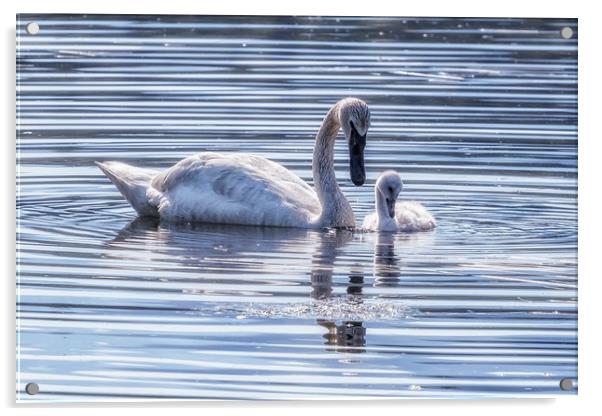 Cygnet with Mother Acrylic by Belinda Greb