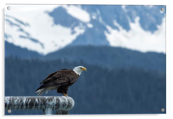Bald Eagle of Resurrection Bay, No. 1 Acrylic by Belinda Greb