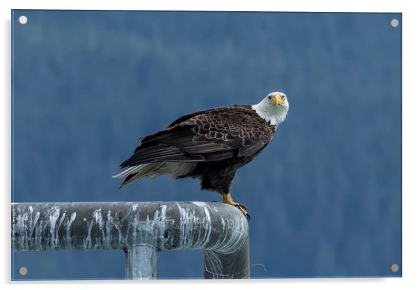 Bald Eagle of Resurrection Bay, No. 2 Acrylic by Belinda Greb