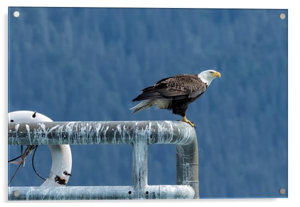 Bald Eagle of Resurrection Bay, No. 3 Acrylic by Belinda Greb