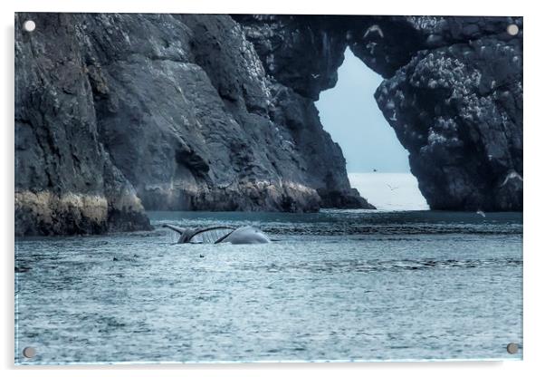 Two Humpback Whales in Resurrection Bay Acrylic by Belinda Greb