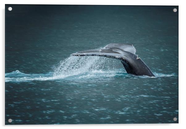 Whale Tail Acrylic by Belinda Greb